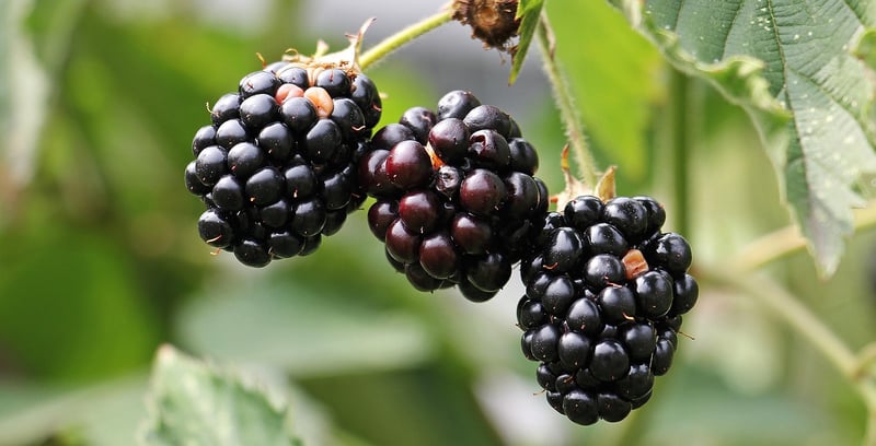 Edible Gardens